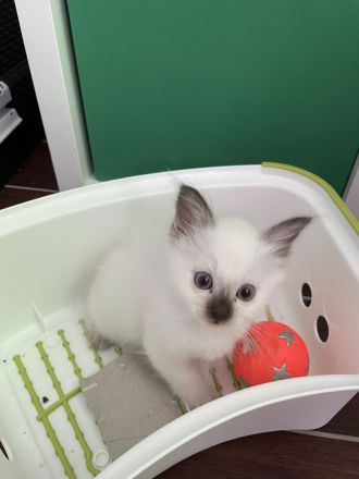 Heilige Birma Kitten Katerchen