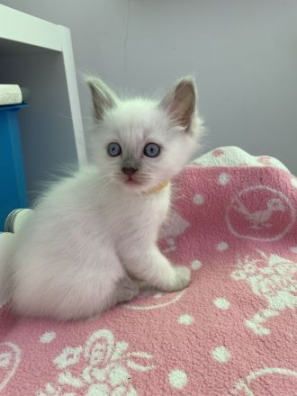 Heilige Birma Kitten Katerchen