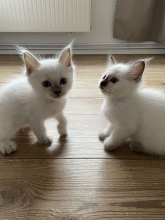 Heilige Birma Kitten Katerchen