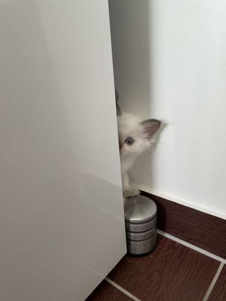 Heilige Birma Kitten Katerchen