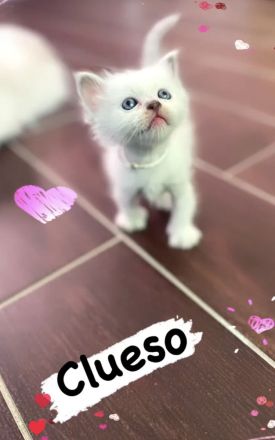 Heilige Birma Kitten Katerchen