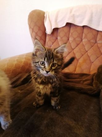 Schöne Maine Coon Kitten abzugeben