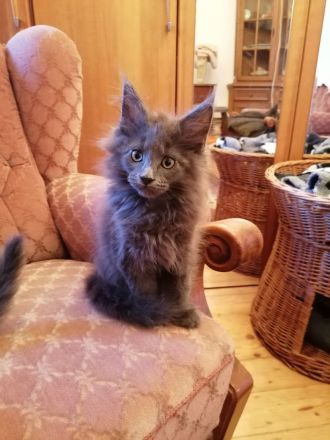 Schöne Maine Coon Kitten abzugeben