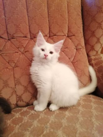 Schöne Maine Coon Kitten abzugeben