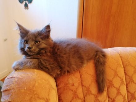 Schöne Maine Coon Kitten abzugeben