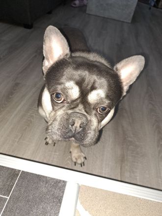 Französische Bulldogge