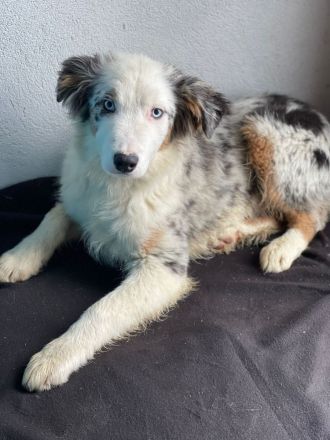 Mini Australian Shepherd, Aussie, Australien Junghunde