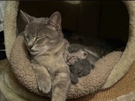 BKH-Mix, Kitten zu verkaufen