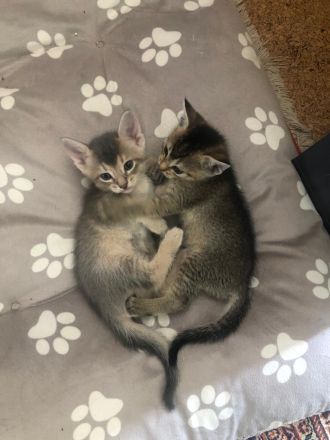 BKH-Mix, Kitten zu verkaufen