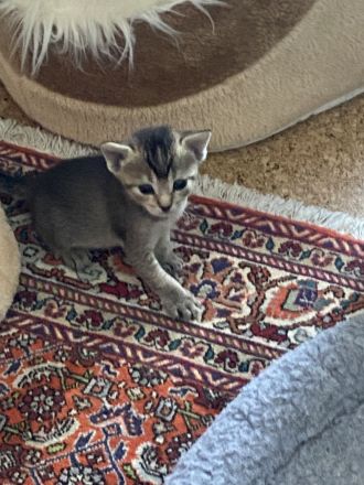 BKH-Mix, Kitten zu verkaufen