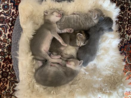 BKH-Mix, Kitten zu verkaufen