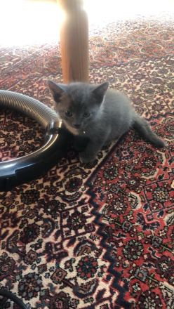 BKH-Mix, Kitten zu verkaufen