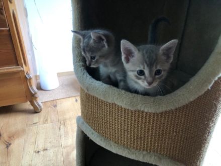 BKH-Mix, Kitten zu verkaufen