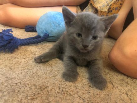 BKH-Mix, Kitten zu verkaufen