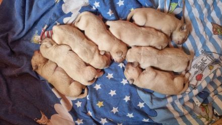 Reinrassige Labrador Welpen gelb und Foxred mit Ahnentafel