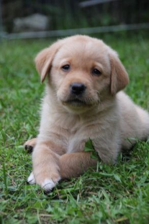 Reinrassige Labrador Welpen gelb und Foxred mit Ahnentafel