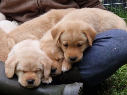 Reinrassige Labrador Welpen gelb und Foxred mit Ahnentafel