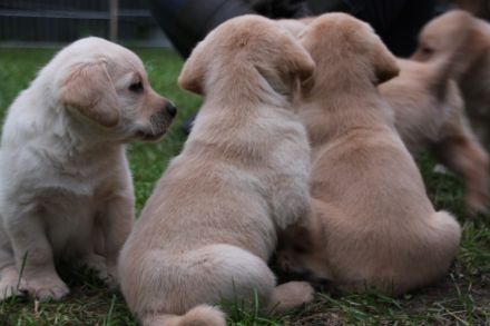 Reinrassige Labrador Welpen gelb und Foxred mit Ahnentafel