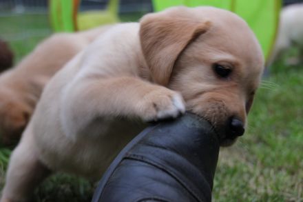 Reinrassige Labrador Welpen gelb und Foxred mit Ahnentafel