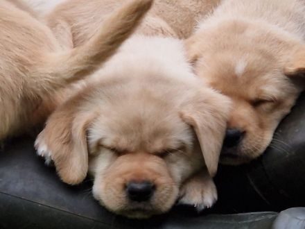 Reinrassige Labrador Welpen gelb und Foxred mit Ahnentafel