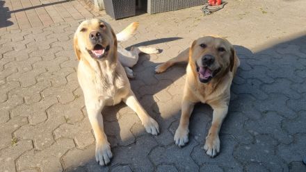 Reinrassige Labrador Welpen gelb und Foxred mit Ahnentafel