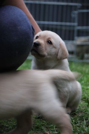Reinrassige Labrador Welpen gelb und Foxred mit Ahnentafel