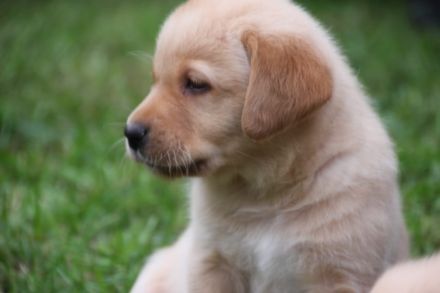 Reinrassige Labrador Welpen gelb und Foxred mit Ahnentafel