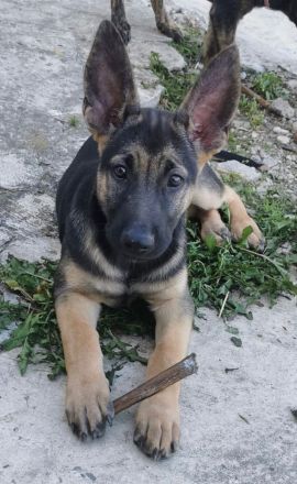 Malinois / X-Herder Welpen