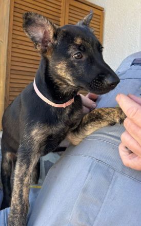 Malinois / X-Herder Welpen