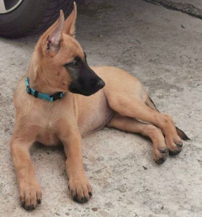 Malinois / X-Herder Welpen