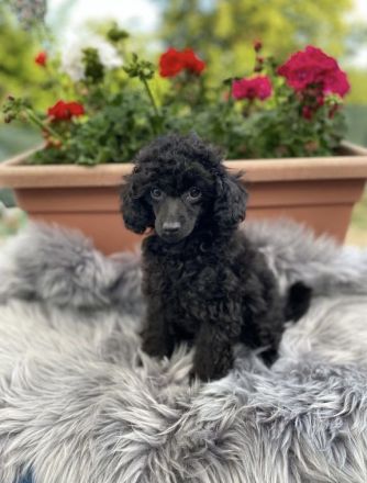 Reinrassige schwarze Zwergpudel