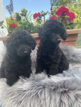 Reinrassige schwarze Zwergpudel