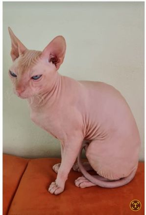 Don sphynx kater