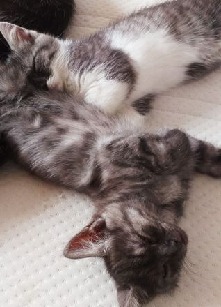 Main Coon - Russisch Blauhaar Mix Kätzchen