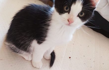 Main Coon - Russisch Blauhaar Mix Kätzchen