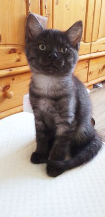 Main Coon - Russisch Blauhaar Mix Kätzchen