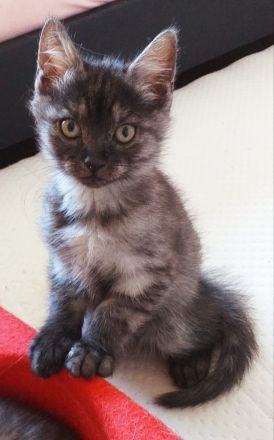 Main Coon - Russisch Blauhaar Mix Kätzchen