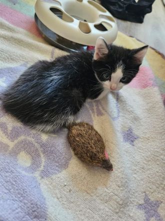 Main Coon - Russisch Blauhaar Mix Kätzchen