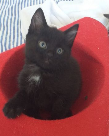 Main Coon - Russisch Blauhaar Mix Kätzchen