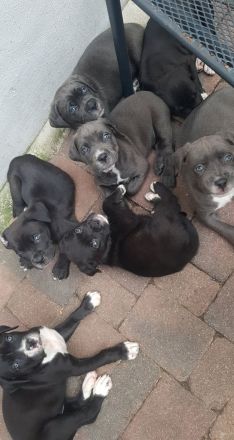 Cane Corso Italiano A Wurf