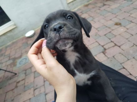 Cane Corso Italiano A Wurf