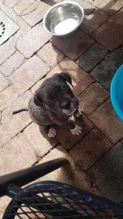 Cane Corso Italiano A Wurf