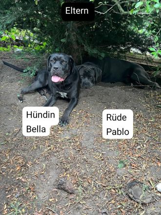 Cane Corso Italiano A Wurf