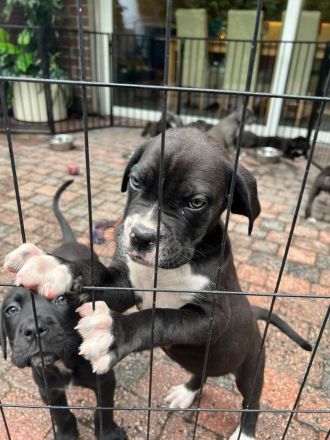 Cane Corso Italiano A Wurf