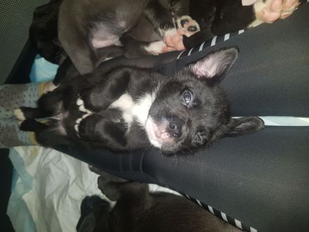 Cane Corso Italiano A Wurf