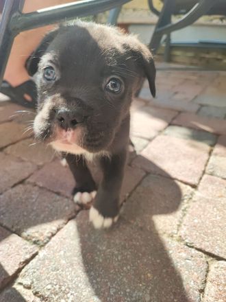 Cane Corso Italiano A Wurf