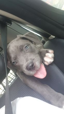 Cane Corso Italiano A Wurf