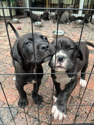 Cane Corso Italiano A Wurf