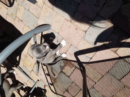 Cane Corso Italiano A Wurf