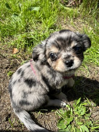 Zuckersüße reinrassige Chihuahua Welpen suchen ein neues zu Hause